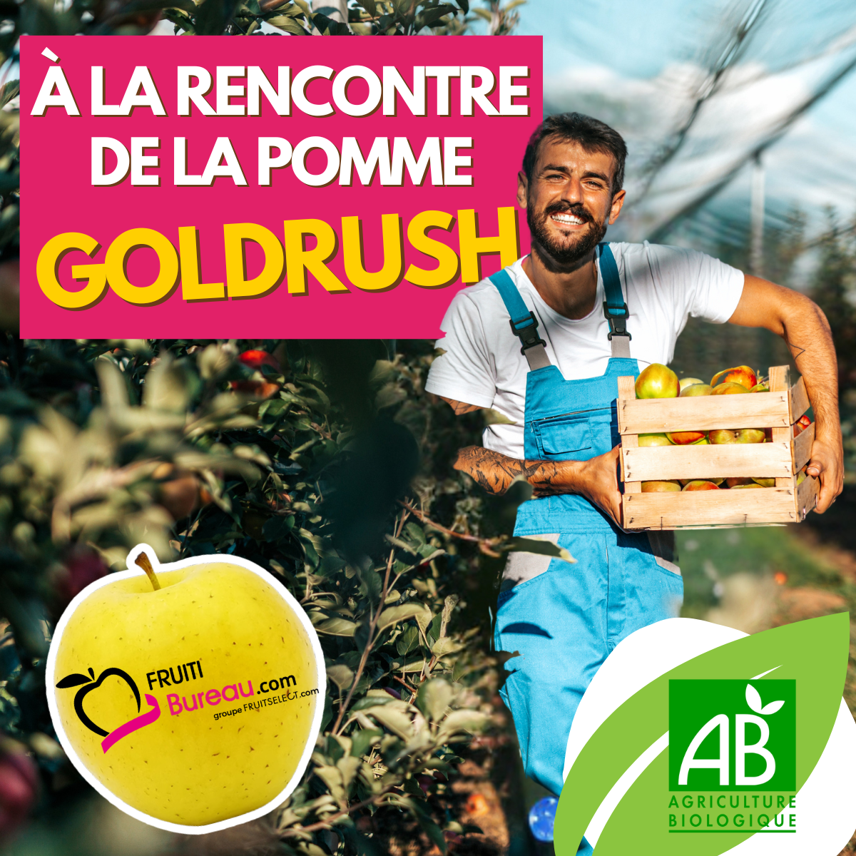 orbeille de fruits livrée en entreprise avec pommes GoldRush bio – Fruitibureau
